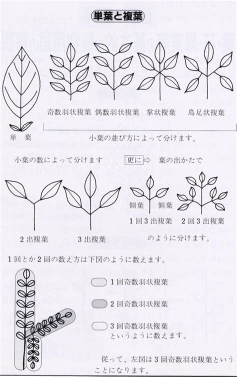 三出複葉植物|単葉と複葉